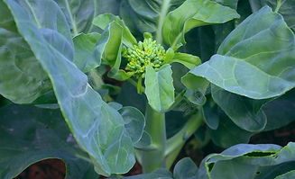 綠色蔬菜 芥蘭圖片高清圖片免費(fèi)下載 jpg格式 編號(hào)15393052 千圖網(wǎng)